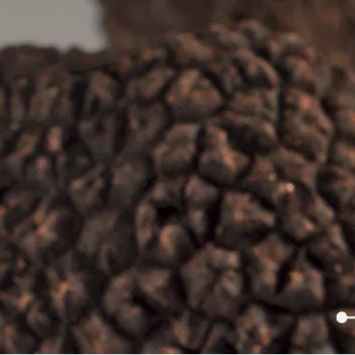 Extreme close-up of black truffle mushroom skin texture - key ingredient in TruffLuv formulas